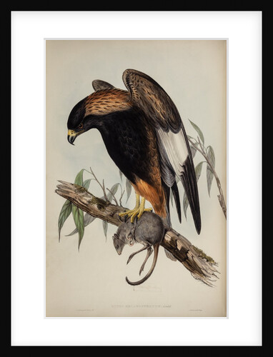 Black-breasted buzzard by Henry Constantine Richter; Charles Joseph Hullmandel