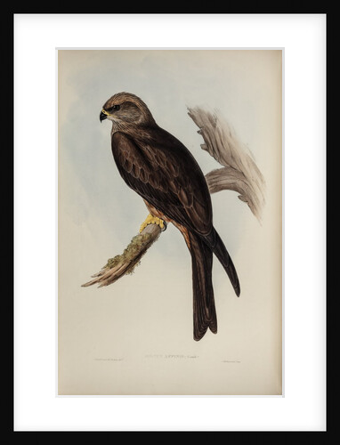 Allied kite by Henry Constantine Richter; Charles Joseph Hullmandel