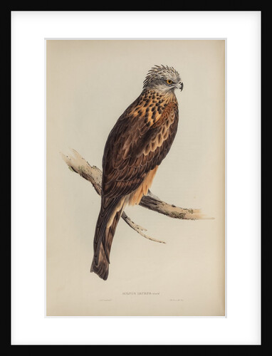Square-tailed kite by Elizabeth Gould; Charles Joseph Hullmandel