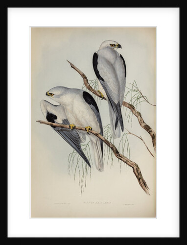 Black-shouldered kite by Henry Constantine Richter; Charles Joseph Hullmandel