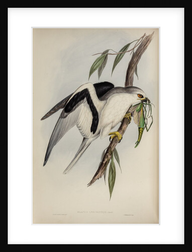 Letter-winged kite by Henry Constantine Richter; Charles Joseph Hullmandel