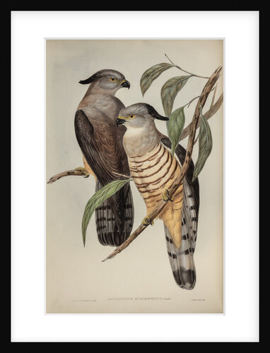 Crested hawk by Henry Constantine Richter; Charles Joseph Hullmandel