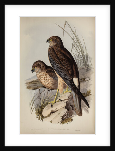 Allied harrier by Henry Constantine Richter; Charles Joseph Hullmandel