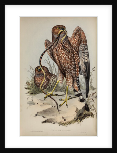 Jardine's harrier by Henry Constantine Richter; Charles Joseph Hullmandel