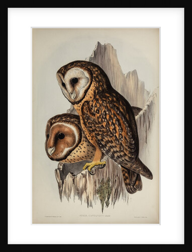 Chestnut-faced owl by Henry Constantine Richter; Hullmandel & Walton