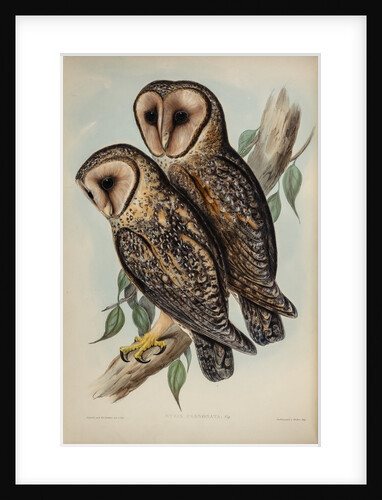 Masked barn owl by Henry Constantine Richter; Hullmandel & Walton