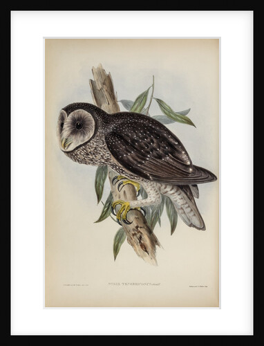 Sooty owl by Henry Constantine Richter; Hullmandel & Walton
