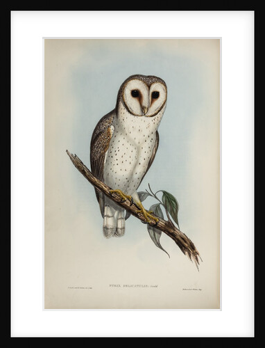 Delicate owl by Henry Constantine Richter; Hullmandel & Walton