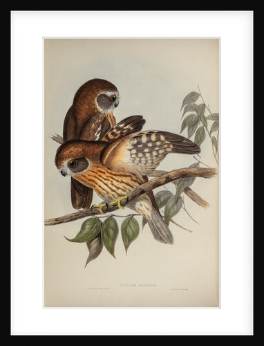 Boobook owl by Henry Constantine Richter; Hullmandel & Walton