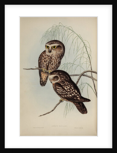 Spotted owl by Henry Constantine Richter; Hullmandel & Walton