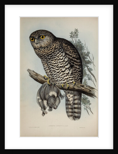 Powerful owl by Henry Constantine Richter; Charles Joseph Hullmandel