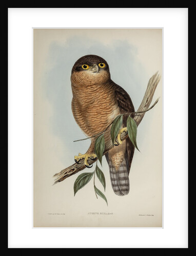 Rufous owl by Henry Constantine Richter; Hullmandel & Walton