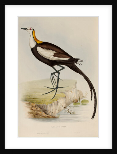 Pheasant-tailed jacana by Elizabeth Gould; Charles Joseph Hullmandel
