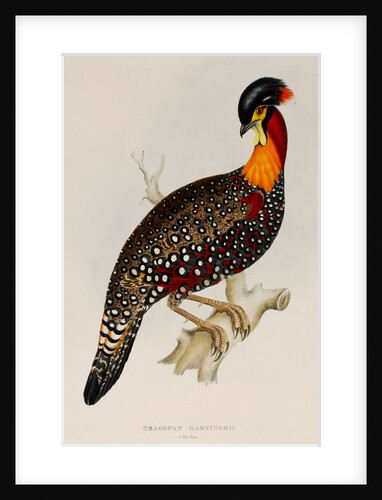Western tragopan by Elizabeth Gould; Charles Joseph Hullmandel