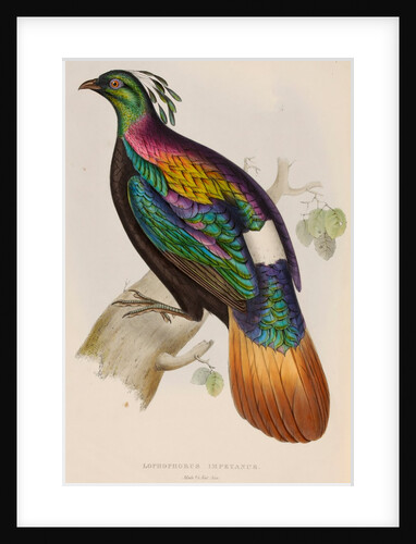 Himalayan monal by Elizabeth Gould; Charles Joseph Hullmandel