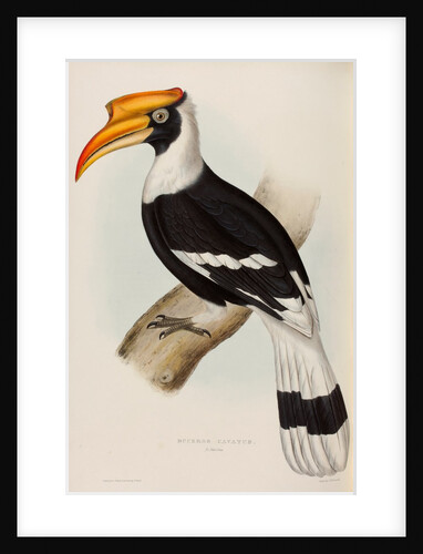 Great hornbill by Elizabeth Gould; Charles Joseph Hullmandel