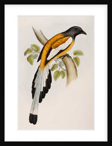 Rufous treepie by Elizabeth Gould; Charles Joseph Hullmandel
