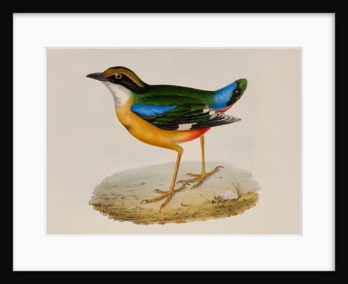 Indian pitta by Elizabeth Gould; Charles Joseph Hullmandel