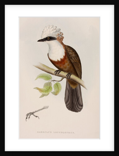 White-crested laughingthrush by Elizabeth Gould; Charles Joseph Hullmandel