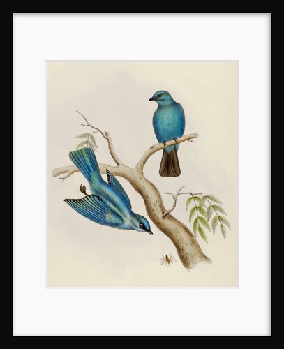 Indian flycatcher by Elizabeth Gould; Charles Joseph Hullmandel