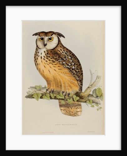 Rock eagle-owl by Elizabeth Gould; Charles Joseph Hullmandel