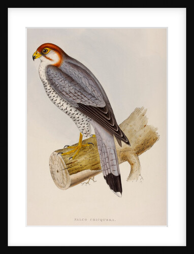 Red-necked falcon by Elizabeth Gould; Charles Joseph Hullmandel
