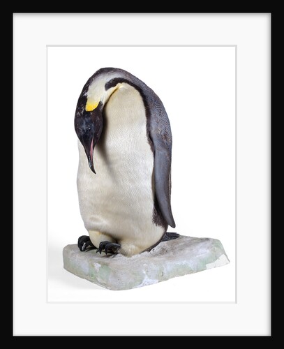 Emperor penguin by Anonymous