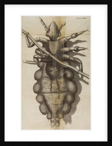 Microscopic view of a louse by Robert Hooke