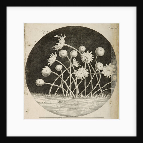 Micropscopic view of blue mould growing on leather by Robert Hooke