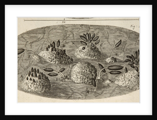 Microscopic view of blight on a rose leaf by Robert Hooke