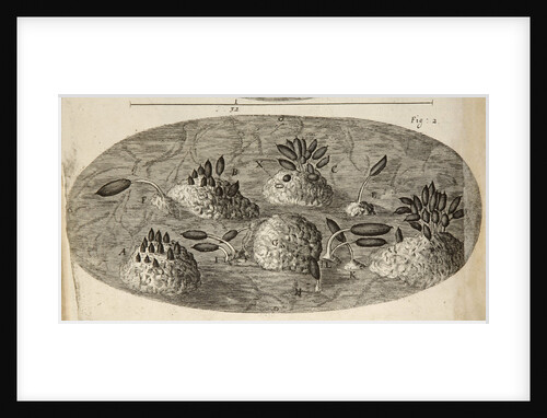 Microscopic view of blight on a rose leaf by Robert Hooke