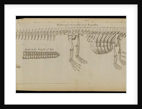 A crocodile skeleton in the Royal Society's Repository by Anonymous