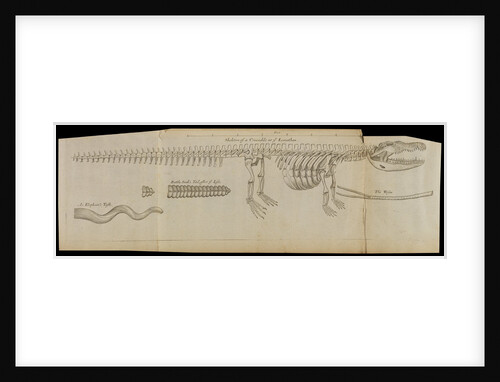 A crocodile skeleton in the Royal Society's Repository by Anonymous