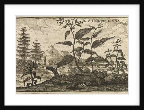 'The Root China' by Wenceslaus Hollar