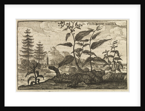 'The Root China' by Wenceslaus Hollar