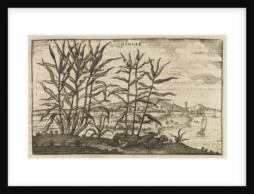 'Ginger' by Wenceslaus Hollar