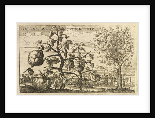 'Cotton Tree' by Wenceslaus Hollar