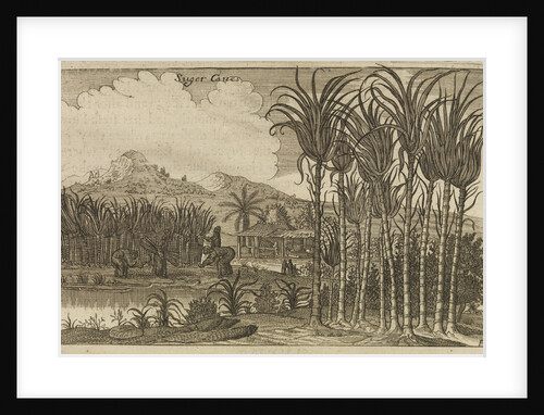'Sugar canes' by Wenceslaus Hollar