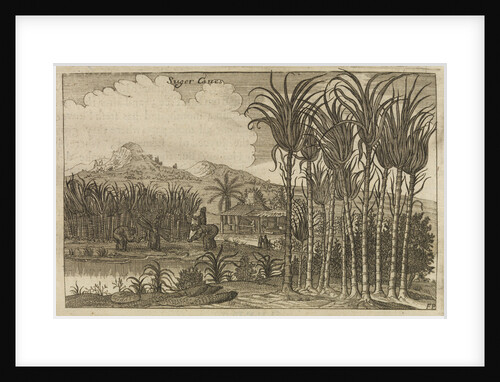 'Sugar canes' by Wenceslaus Hollar