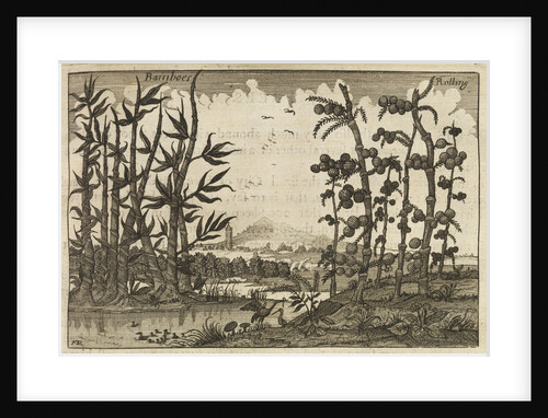 'Bamboes' [Bamboo] by Wenceslaus Hollar