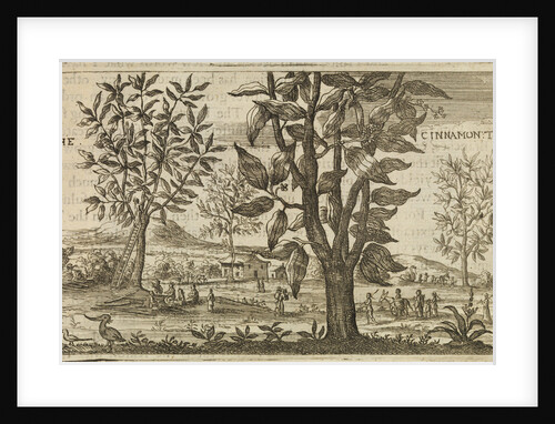 'The Cinnamon Tree' by Wenceslaus Hollar