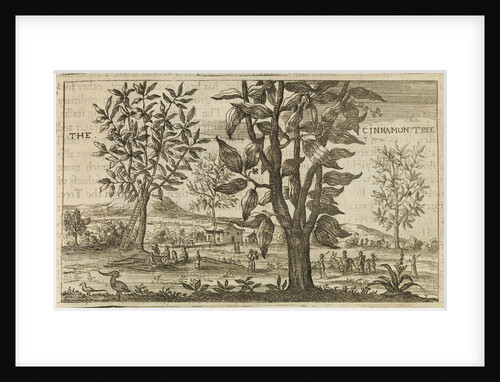'The Cinnamon Tree' by Wenceslaus Hollar