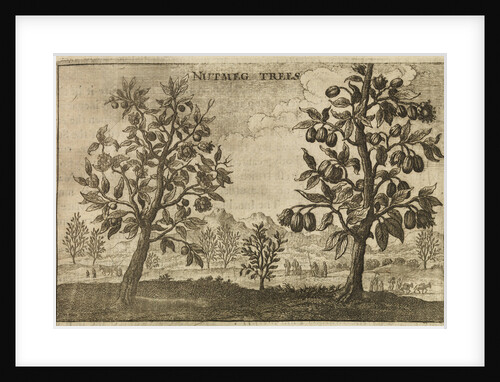 'Nutmeg Trees' by Wenceslaus Hollar