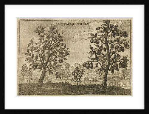 'Nutmeg Trees' by Wenceslaus Hollar