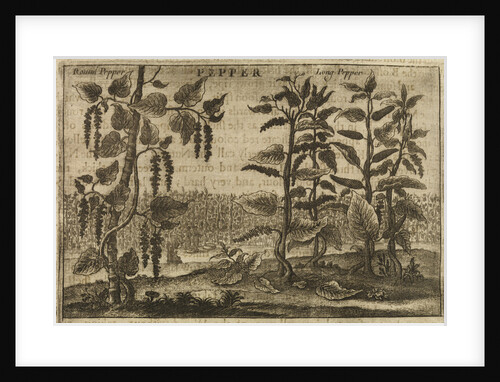 'Pepper' by Wenceslaus Hollar