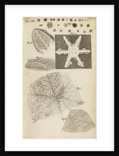 Microscopic view of frozen figures by Robert Hooke