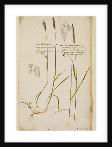 Fox tail grass by Richard Waller