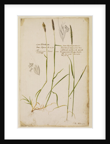 Fox tail grass by Richard Waller