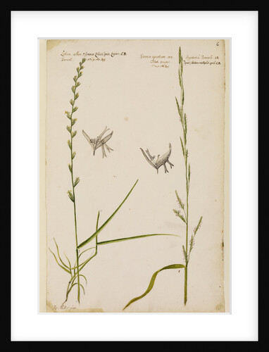 Darnel and flote grass by Richard Waller