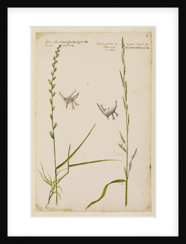 Darnel and flote grass by Richard Waller
